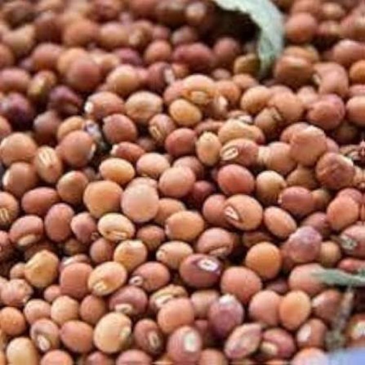 मुढ़ीपार में होगी दलहन-तिलहन फसलों की खरीदी न्यूनतम समर्थन मूल्य पर होगी