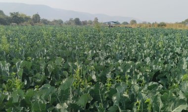 कुसुमकुआ में गोभी की उन्नत खेती पर किसान संगोष्ठी का आयोजन