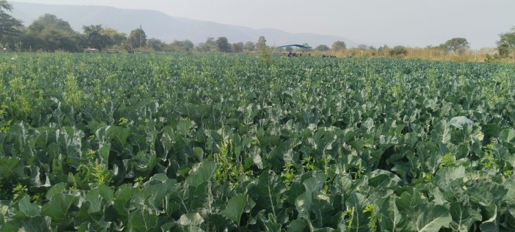 कुसुमकुआ में गोभी की उन्नत खेती पर किसान संगोष्ठी का आयोजन
