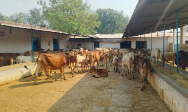 अमलीडीह गौशाला में अनुदान पर सवाल:  तीन सालों में 70 लाख खर्च पर उठे सवाल, समिति में अंदरूनी विवाद गहराया