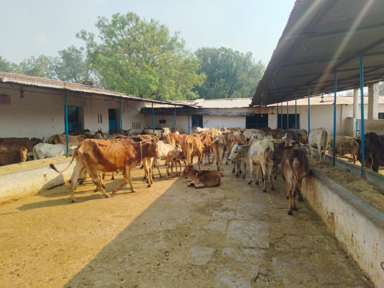 अमलीडीह गौशाला में अनुदान पर सवाल:  तीन सालों में 70 लाख खर्च पर उठे सवाल, समिति में अंदरूनी विवाद गहराया