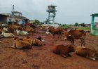 5 साल में 103.54 करोड़ों खर्च, फिर भी गाय सड़क पर! नस्ल सुधार की फाइलें मोटी, पशुपालक की हालत खोटी