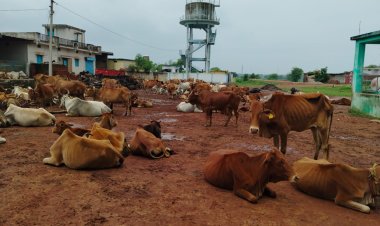 5 साल में 103.54 करोड़ों खर्च, फिर भी गाय सड़क पर! नस्ल सुधार की फाइलें मोटी, पशुपालक की हालत खोटी