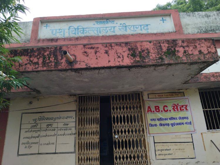केसीजी में पशु विभाग स्टाफ विहीन: उपसंचालक कार्यालय में 11 पद, काम सिर्फ दो कर्मचारियों के भरोसे