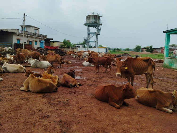 5 साल में 103.54 करोड़ों खर्च, फिर भी गाय सड़क पर! नस्ल सुधार की फाइलें मोटी, पशुपालक की हालत खोटी