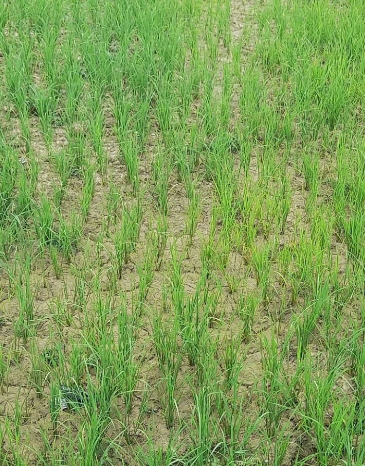 घोर अकाल की आहट: खेतों में दरारें, सूख रही धान की फसल; कर्ज में डूबा किसान अब आसमान ताकने को मजबूर